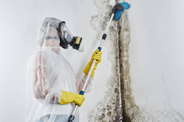 Professional Mold Removal in Horatio, AR