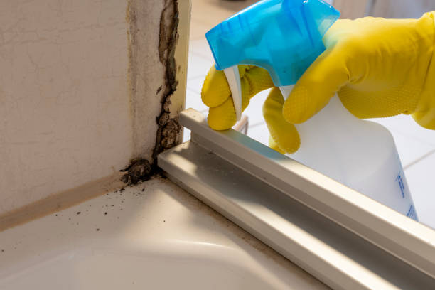 Best Residential Mold Removal  in Horatio, AR